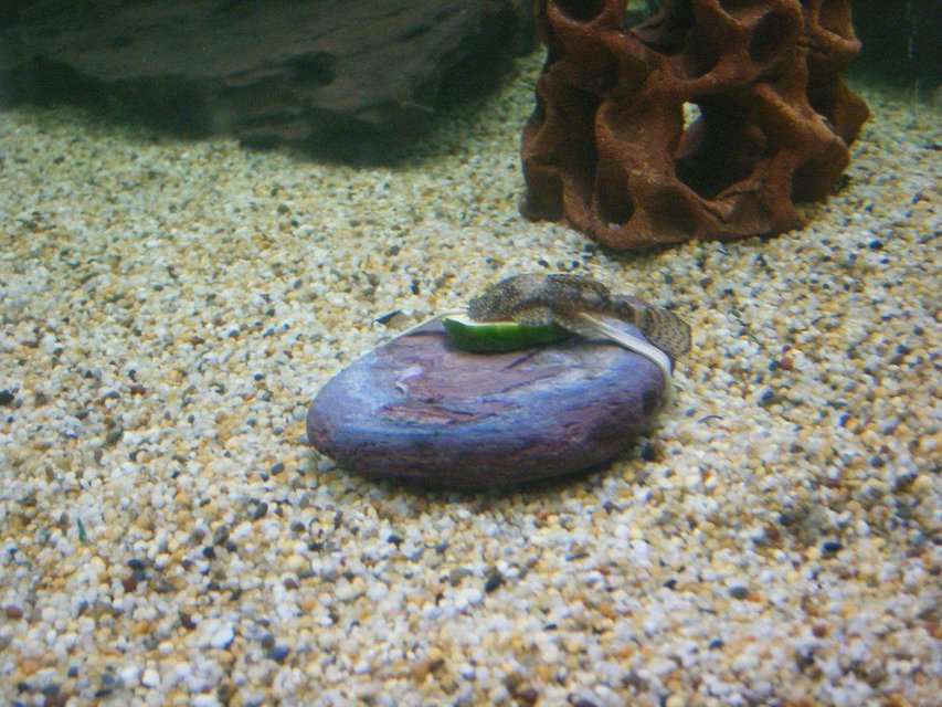 Rated #1731: Freshwater Fish - Ancistrus Sp. - Bushy Nose Pleco L-144 Stocking In 66 Gallons Tank - bristlenose cat fish eating