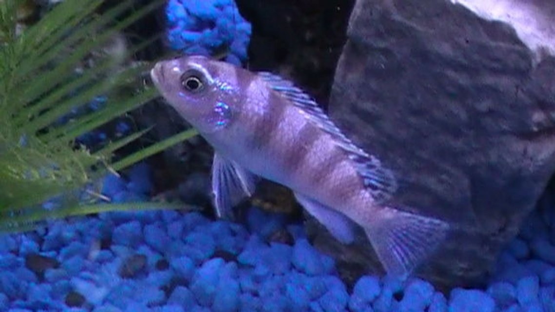 Rated #708: Freshwater Fish - Metriaclima Lombardoi - Kenyi Cichlid Stocking In 29 Gallons Tank - My Chilclid