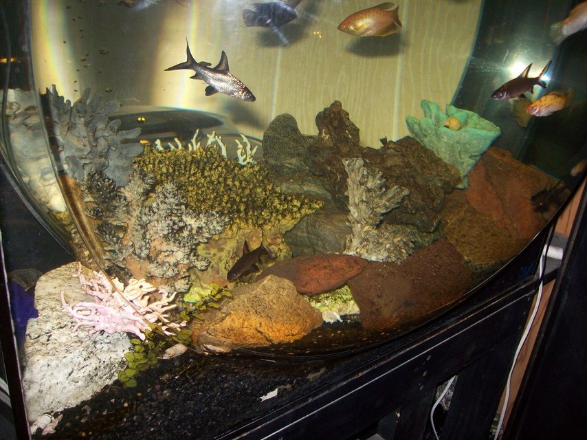 Rated #1642: Freshwater Fish - Balantiocheilus Melanopterus - Bala Shark Stocking In 95 Gallons Tank - custom acrylic 95 gallon sphere freshwater aquarium. 48x48x12. eheim pro 2 thermo and subcurrent internal filters. 300 watt rena smartheater. tom aquatics steller s-30 airpump and hyder seltz L40 powerhead. the yellow coral you see in there is from the underwater ride in disneyland california.