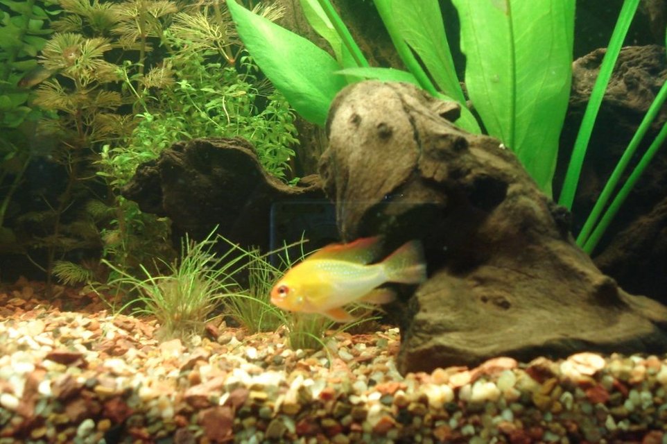 Rated #1487: Freshwater Fish - Mikrogeophagus Ramirezi - German Gold Ram Stocking In 55 Gallons Tank - male ram