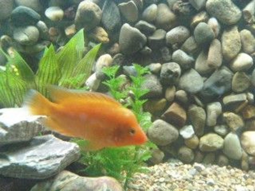 Rated #1952: Freshwater Fish - Amphilophus Citrinellus - Midas Cichlid Stocking In 90 Gallons Tank - Midas