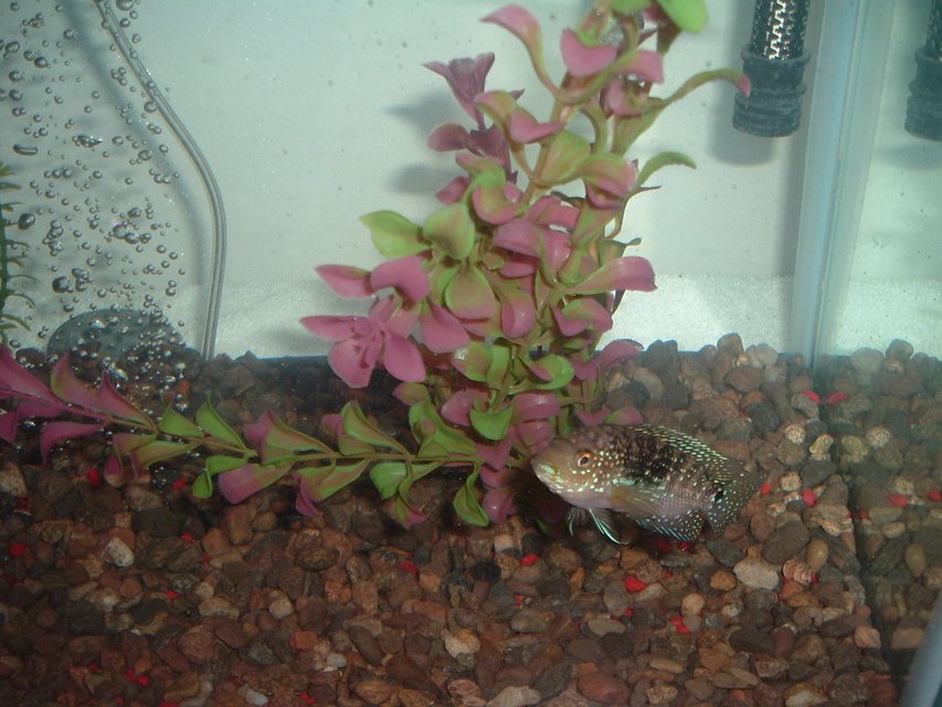 Rated #1705: Freshwater Fish - Nandopsis Octofasciatum - Jack Dempsey Stocking In 40 Gallons Tank - 4 in. Jack Dempsey. Sex unknown