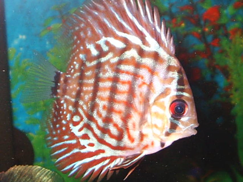 Rated #873: Freshwater Fish - Symphysodon Aequifasciata Sp. - Discus Stocking In 55 Gallons Tank - discus