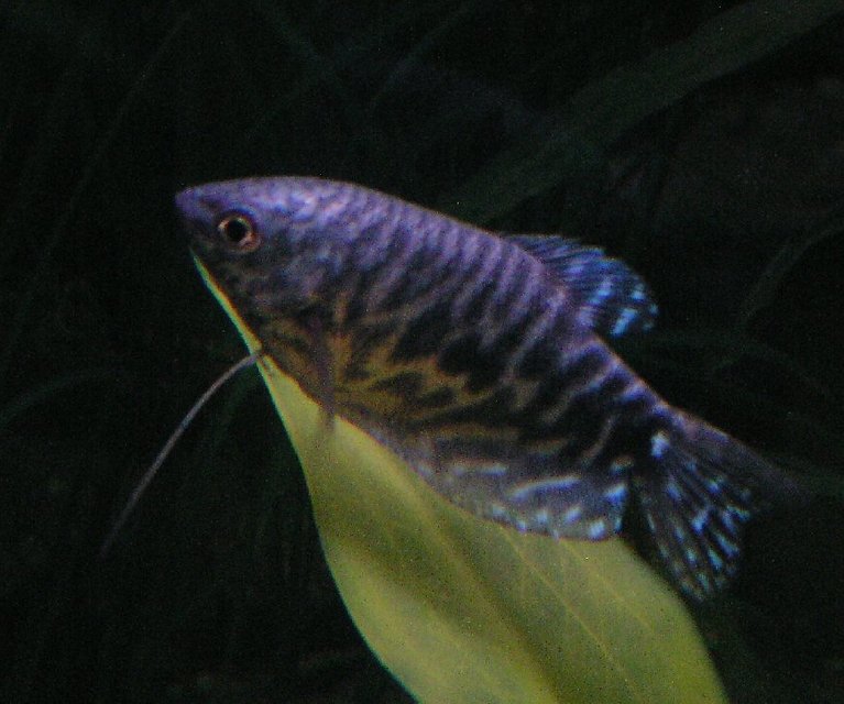 Rated #1937: Freshwater Fish - Trichogaster Trichopterus - Opaline Gourami Stocking In 55 Gallons Tank - Opaline Gourami; Week 1 added two