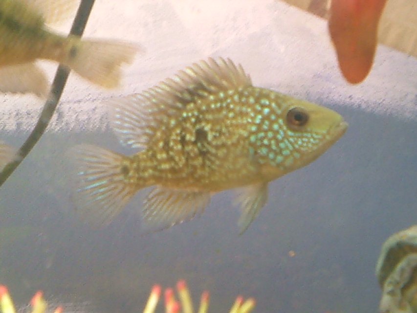 Rated #2023: Freshwater Fish - Herichthys Cynoguttatus - Texas Cichlid Stocking In 29 Gallons Tank - my texas chiclid