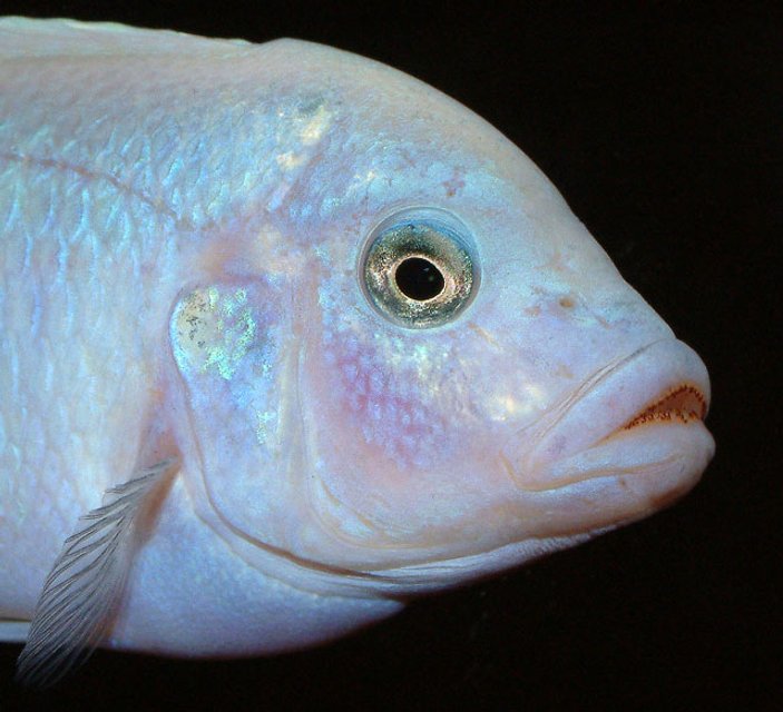 Rated #972: Freshwater Fish - Maylandia Callainos - Blue Cobalt Cichlid Stocking In 64 Gallons Tank - Maylandia Callianos 'Ice White'