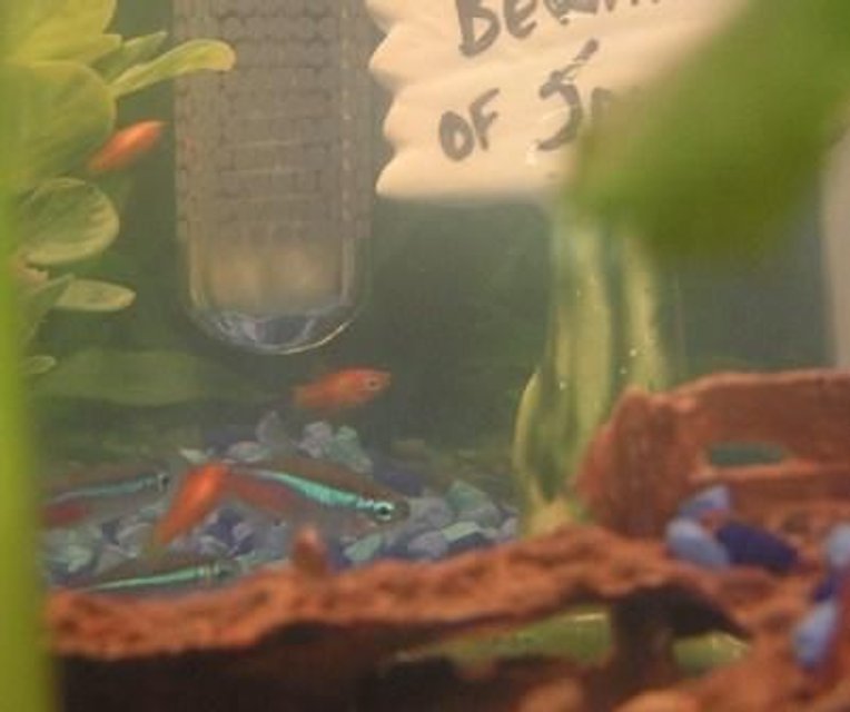 Rated #2104: Freshwater Fish - Paracheirodon Innesi - Neon Tetra Jumbo Stocking In 10 Gallons Tank - Some of my Neon Tetras and Baby Sunburst Tetras