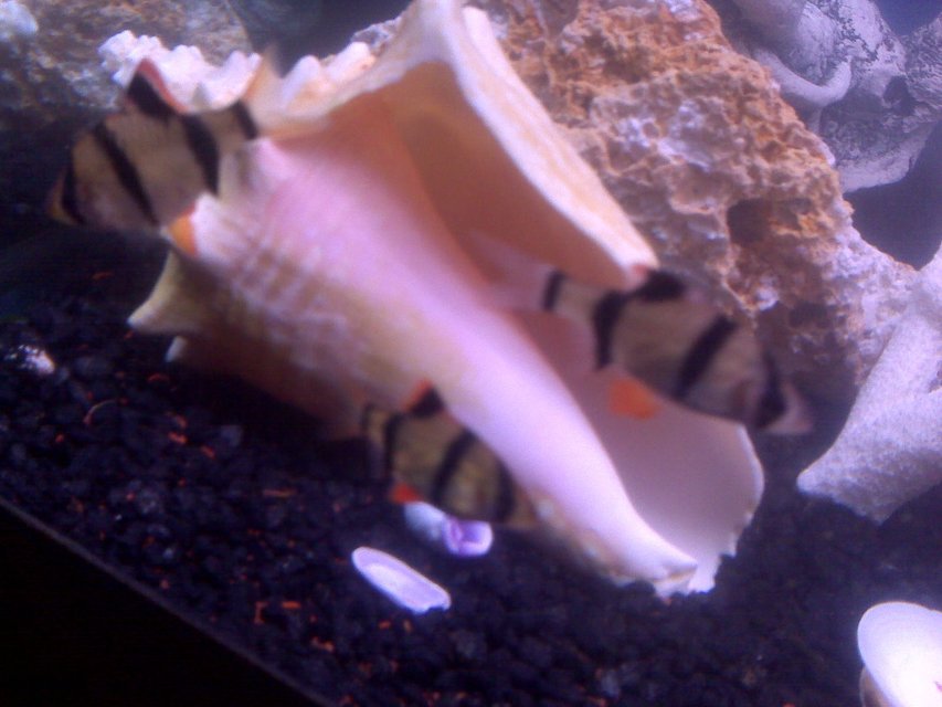 Rated #2031: Freshwater Fish - Puntius Tetrazona - Tiger Barb Stocking In 70 Gallons Tank - My three tiger barbs