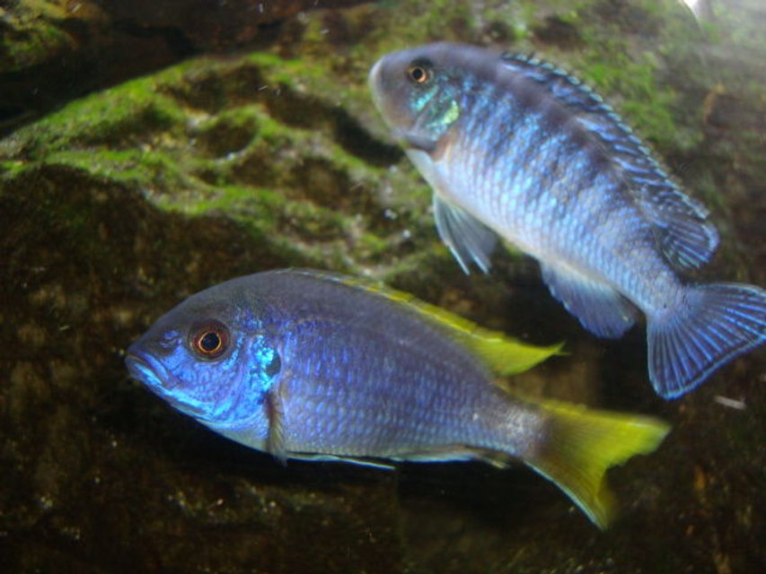 Rated #1141: Freshwater Fish - Pseudotropheus Sp. - Acei Cichlid Stocking In 125 Gallons Tank - my blue zebra and ac cichlids