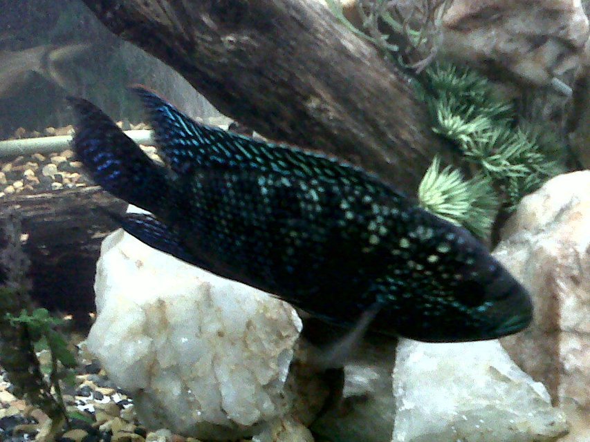 Rated #847: Freshwater Fish - Nandopsis Octofasciatum - Jack Dempsey Stocking In 75 Gallons Tank - Male Jack Dempsey