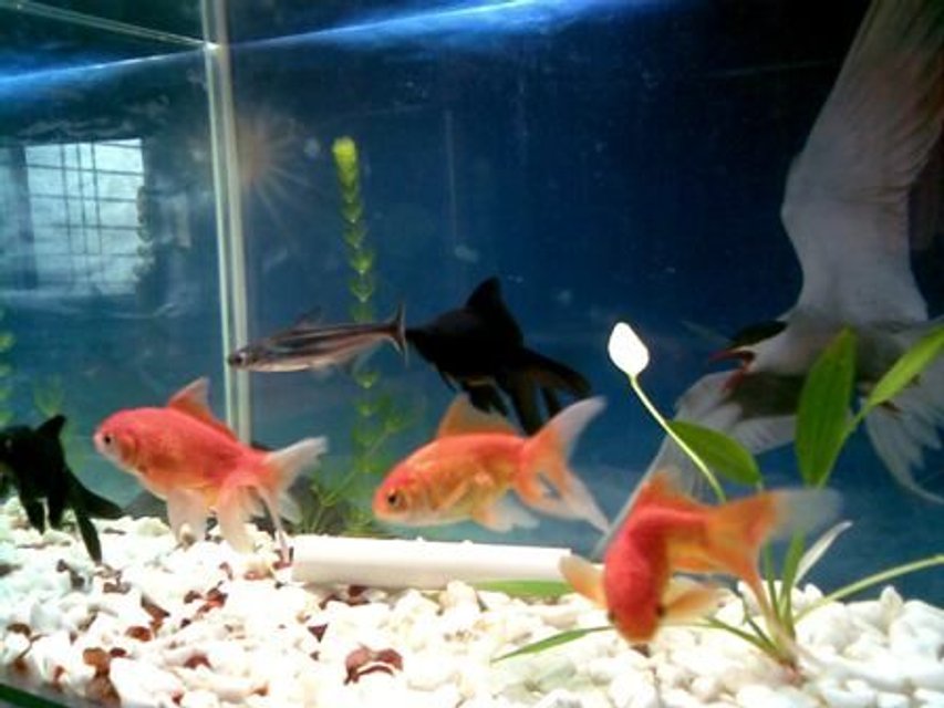 Rated #2270: Freshwater Fish - Carassius Auratus - Black Moor Goldfish Stocking In 20 Gallons Tank - black moor goldfish