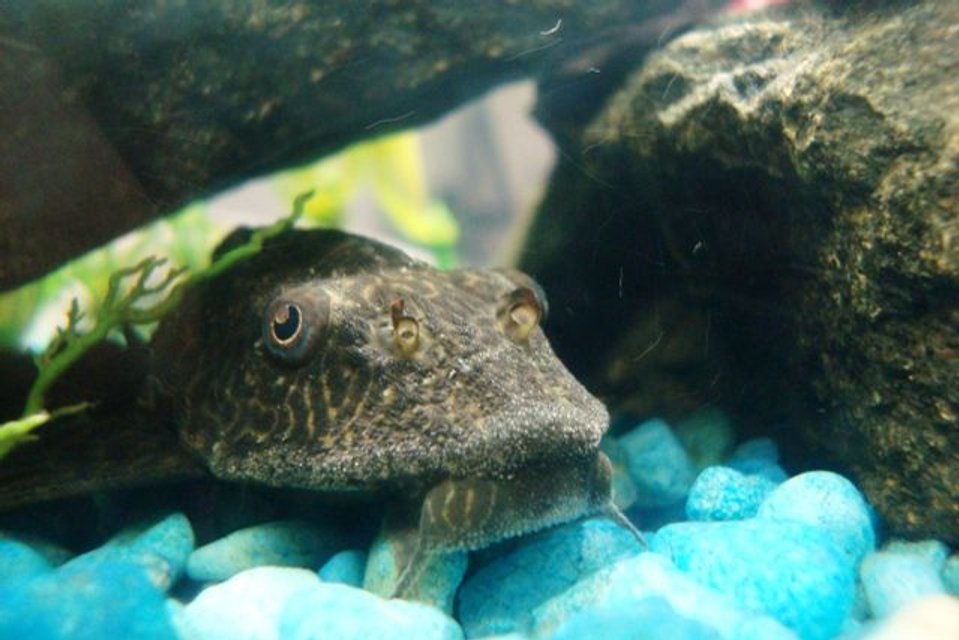 Rated #131: Freshwater Fish - Glyptoperichthys Gibbiceps - Sailfin Pleco (l-83) Stocking In 47 Gallons Tank - My Pleco (Big Sucky)