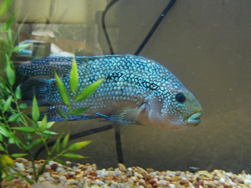 Rated #1400: Freshwater Fish - Nandopsis Octofasciatum - Jack Dempsey Stocking In 35 Gallons Tank - Jack dempsy. Apprx 6yrs old. My baby!