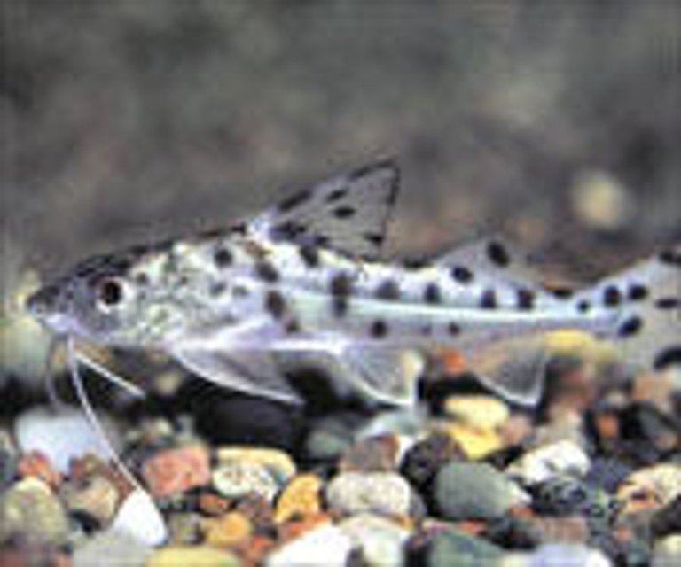 Rated #269: Freshwater Fish - Pimelodus Pictus - Pictus Cat Stocking In 55 Gallons Tank - catfish