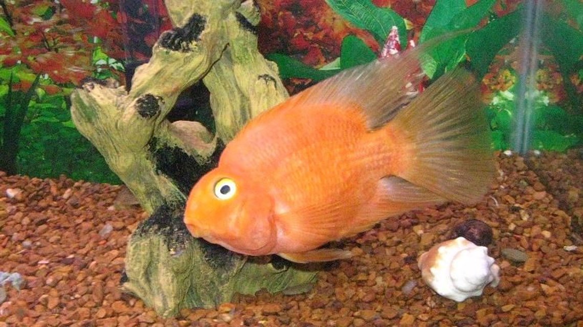 Rated #1632: Freshwater Fish - Heros Severus X Amphilophus Citrinellum - Blood Parrot Stocking In 29 Gallons Tank - very friendly hand feed loves to be out front and look at you .