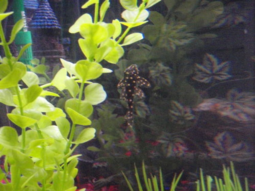 Rated #1967: Freshwater Fish - Peckoltia Sp. - Snowball Pleco (l-102) Stocking In 36 Gallons Tank - Snowball Pleco