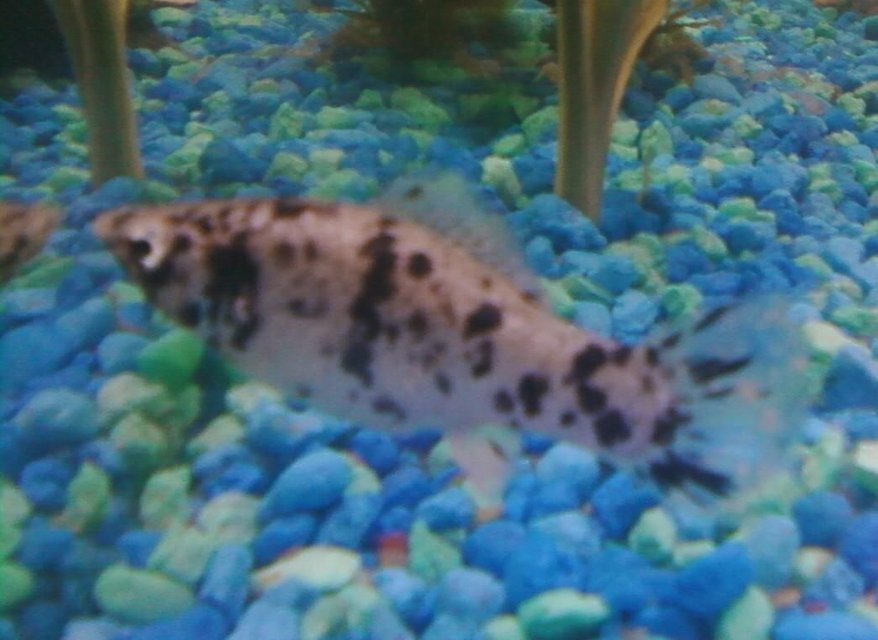 Rated #1624: Freshwater Fish - Poecilia Latipinna - Dalmatian Molly Stocking In 10 Gallons Tank - This is my female dalmation molly.