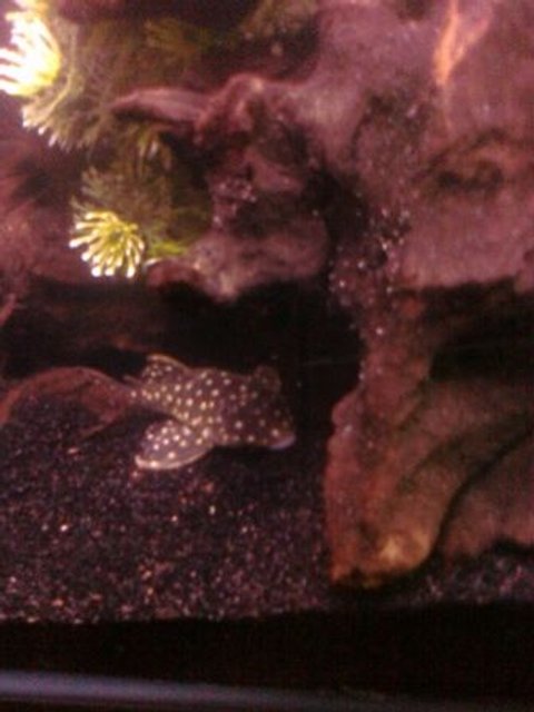 Rated #2345: Freshwater Fish - Peckoltia Sp. - Snowball Pleco (l-102) Stocking In 90 Gallons Tank - Snowball Pleco