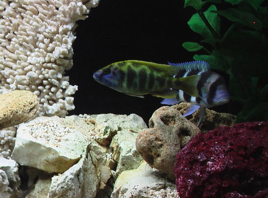 Rated #183: Freshwater Fish - Nimbochromis Venustus - Venustus Cichlid Stocking In 100 Gallons Tank - Venustus & Frontosa