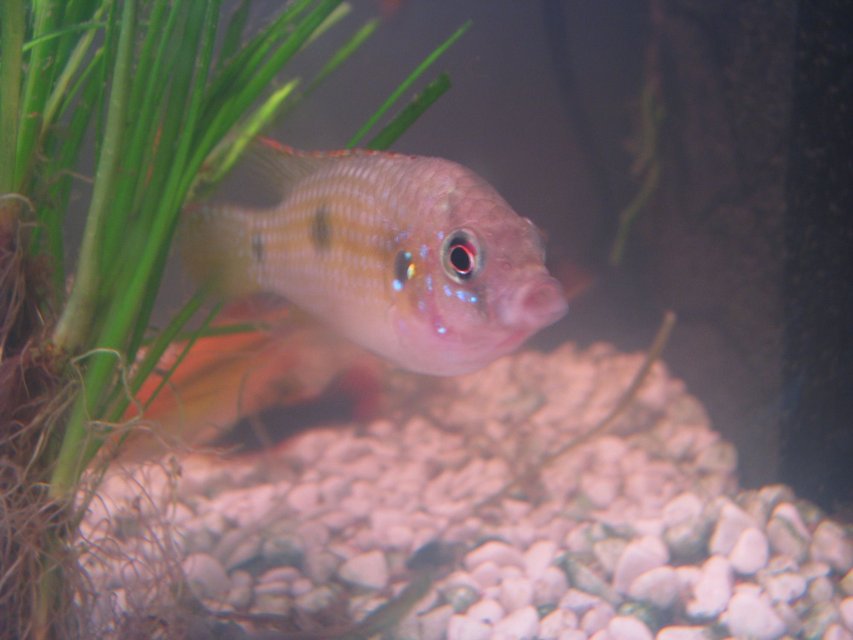 Rated #128: Freshwater Fish - Anomalochromis Thomasi - African Butterfly Cichlid Stocking In 25 Gallons Tank - My African Butterfly Cichlid (Male)