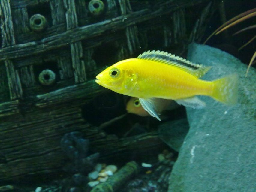 Rated #260: Freshwater Fish - Labidochromis Caeruleus - Electric Yellow Cichlid Stocking In 90 Gallons Tank - One of my Labidochromis caeruleus

(Yellow lab)