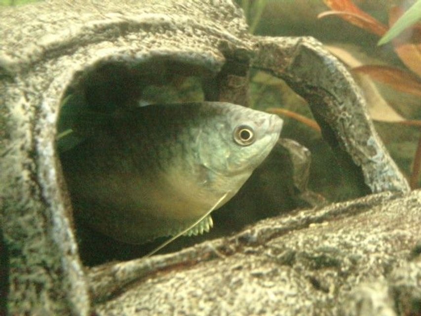 Rated #1677: Freshwater Fish - Trichogaster Trichopterus - Blue Gourami Stocking In 30 Gallons Tank - This fish is called Jack named by my son.
