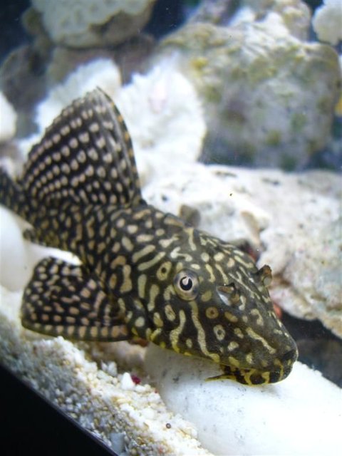 Rated #261: Freshwater Fish - Pterygoplichthys Joselimaianus - Gold Spot Pleco (l-001, L-022) Stocking In 16 Gallons Tank