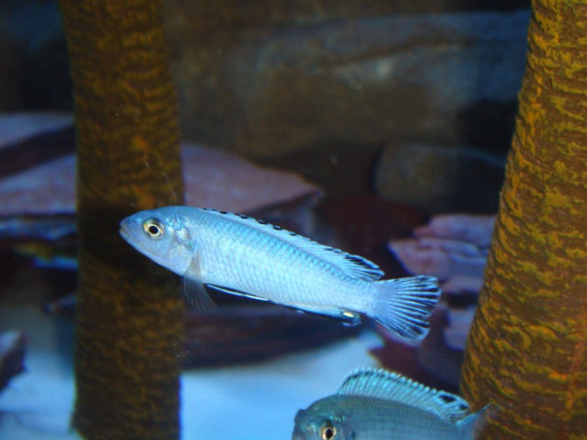 Rated #479: Freshwater Fish - Pseudotropheus Socolofi - Powder Blue Cichlid Stocking In 72 Gallons Tank - Pseudotropheus Socolofi Lake Malawi Mbuna Cichlid