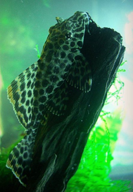 Rated #318: Freshwater Fish - Glyptoperichthys Gibbiceps - Sailfin Pleco (l-83) Stocking In 1200 Gallons Tank - Gibbicep Pleco!