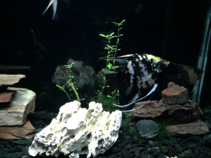 Rated #1892: Freshwater Fish - Pterophyllum Sp. - Koi Angel Stocking In 30 Gallons Tank - "Tiger"
