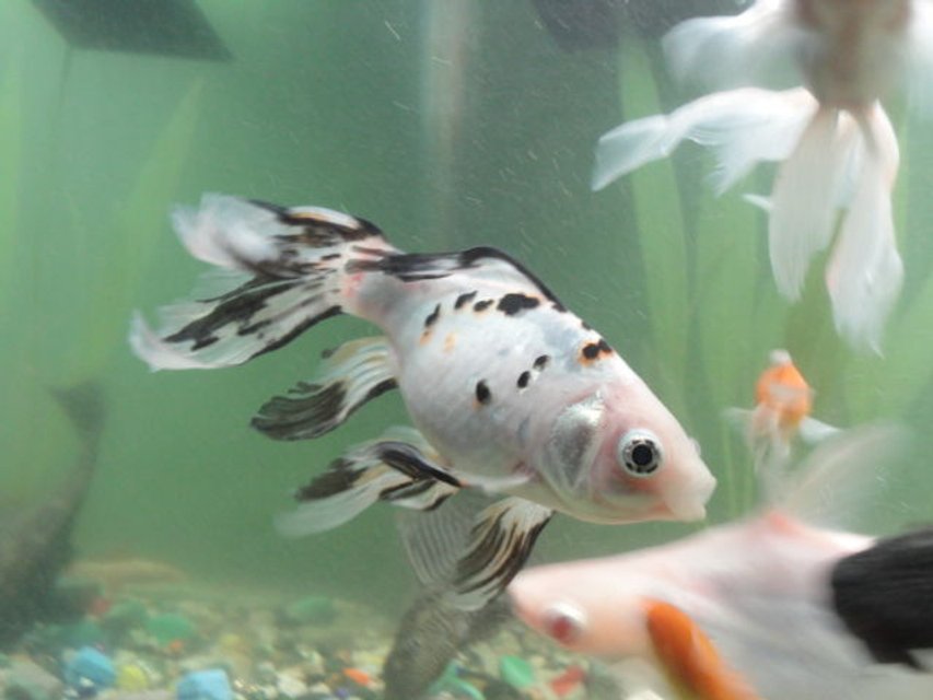 Rated #801: Freshwater Fish - Carassius Auratus - Shubunkin Goldfish Stocking In 68 Gallons Tank - suyunkin&albino tiger abobe fins of red cap biggi