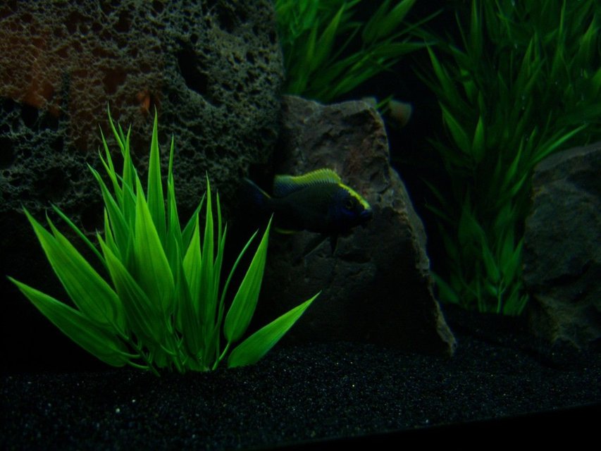 Rated #130: Freshwater Fish - Otopharynx Lithobates - Sulphur Crested Lithobate Stocking In 65 Gallons Tank - My young male Otopharynx Lithobates starting to color! :)