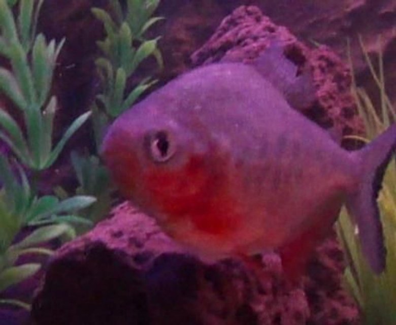 Rated #1105: Freshwater Fish - Piaractus Brachypomum - Red Belly Pacu Stocking In 40 Gallons Tank - Paku Piranah