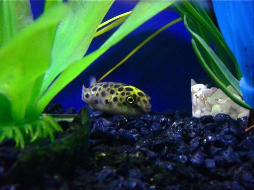 Rated #313: Freshwater Fish - Tetraodon Nigroviridis - Green Spotted Puffer Stocking In 55 Gallons Tank - Green Spotted Puffer Fish