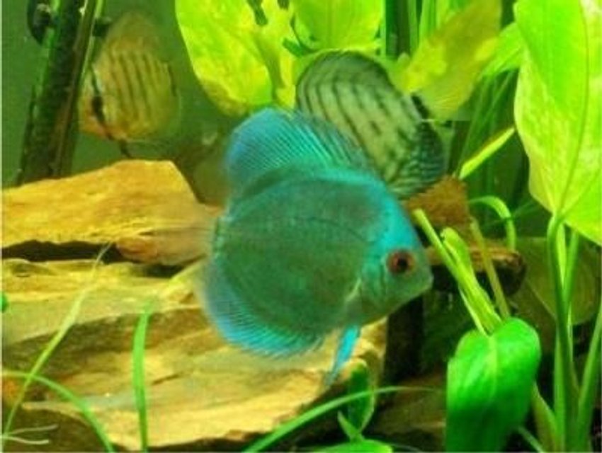 Rated #309: Freshwater Fish - Symphysodon Sp. - Blue Diamond Discus Stocking In 55 Gallons Tank - my blue diamond discus