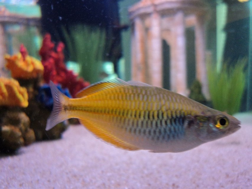 Rated #383: Freshwater Fish - Melanotaenia Boesemani - Boesemani Rainbow Stocking In 45 Gallons Tank - Boesemani Rainbowfish