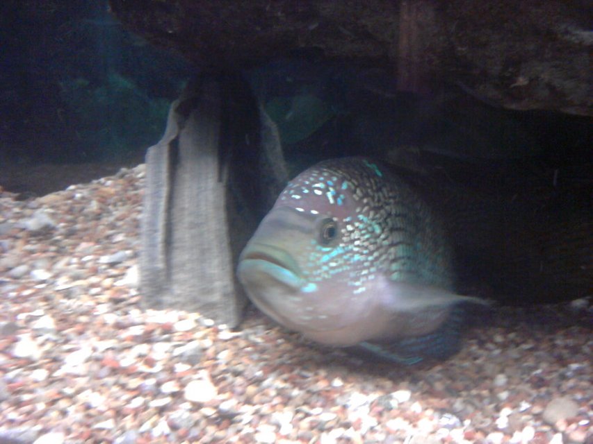 Rated #284: Freshwater Fish - Nandopsis Octofasciatum - Jack Dempsey Stocking In 135 Gallons Tank - Jack Dempsey "big poppa"