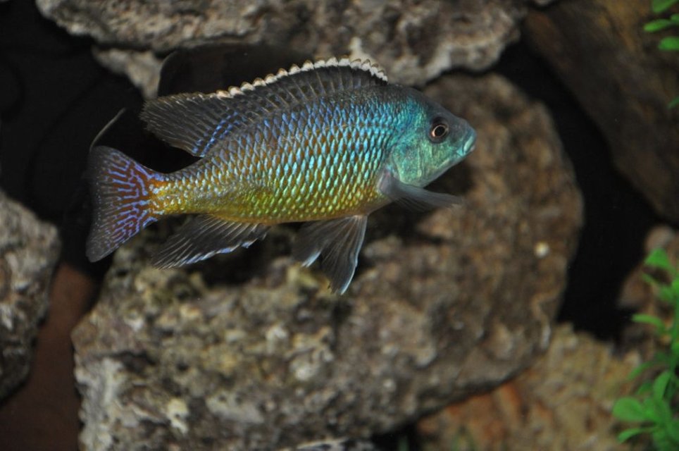 Rated #231: Freshwater Fish - Nandopsis Octofasciatum - Jack Dempsey Stocking In 100 Gallons Tank