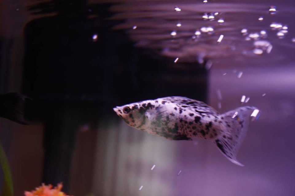Rated #1193: Freshwater Fish - Poecilia Latipinna - Dalmatian Molly Stocking In 10 Gallons Tank - Dalmation Lyretail Molly - One of two
starter fish for my new tank! Although he could care less about his surroundings he seems quite intrigued with the heater in the tank.