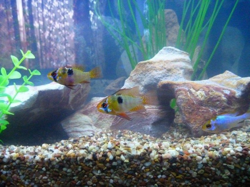 Rated #1319: Freshwater Fish - Papiliochromis Ramirezi - German Blue Ram Stocking In 90 Gallons Tank - Ram cichlids