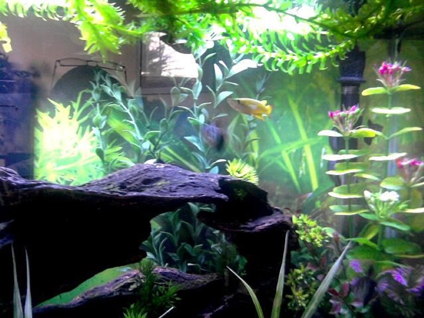 Rated #2291: Freshwater Fish - Jordanella Floridae - American Flagfish Stocking In 20 Gallons Tank - Better pic of male GW Killifish {"The Boy Wonder"}