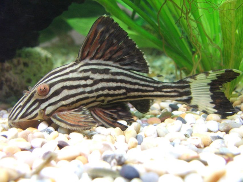 Rated #360: Freshwater Fish - Panaque Nigrolineatus - Gold Royal Pleco (l-027) - Royal plec