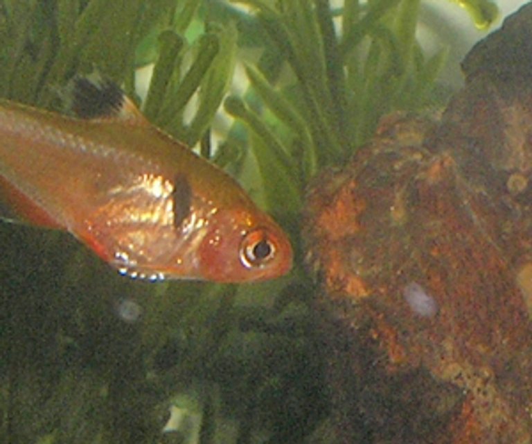 Rated #2255: Freshwater Fish - Hyphessobrycon Callistus - Red Minor Serpae Tetra Stocking In 12 Gallons Tank - one of my tetras