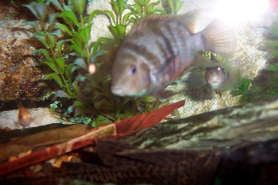 Rated #2365: Freshwater Fish - Archocentrus Nigrofasciatus - Black Convict Cichlid Stocking In 25 Gallons Tank - male convict