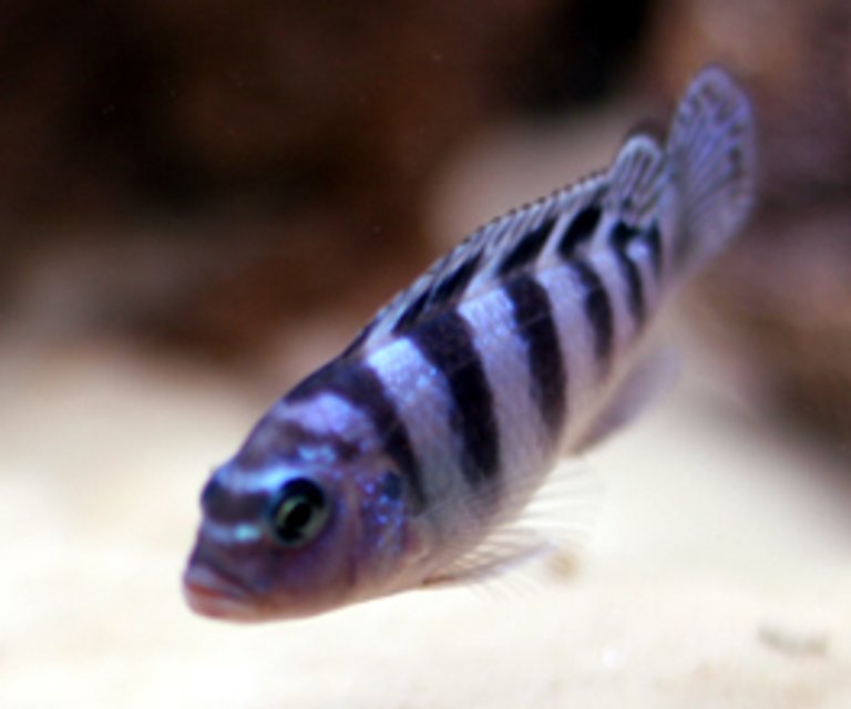 Rated #1381: Freshwater Fish - Metriaclima Lombardoi - Kenyi Cichlid Stocking In 55 Gallons Tank - Kenyi