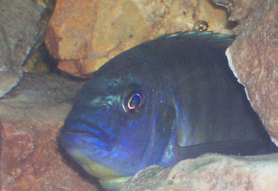 Rated #2103: Freshwater Fish - Nimbochromis Venustus - Venustus Cichlid Stocking In 30 Gallons Tank - African Cichlid tank