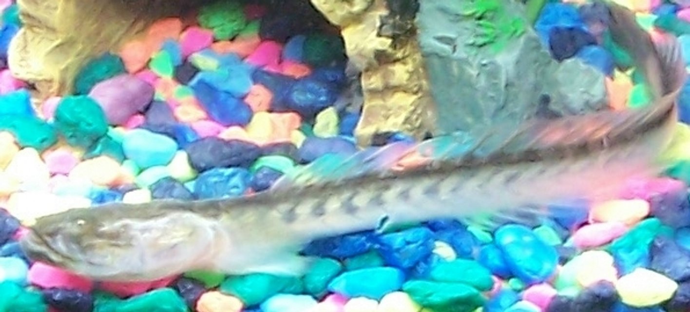 Rated #2248: Freshwater Fish - Gobioides Broussonnetii - Prehistoric Dragon Goby Stocking In 10 Gallons Tank - My Violet Goby