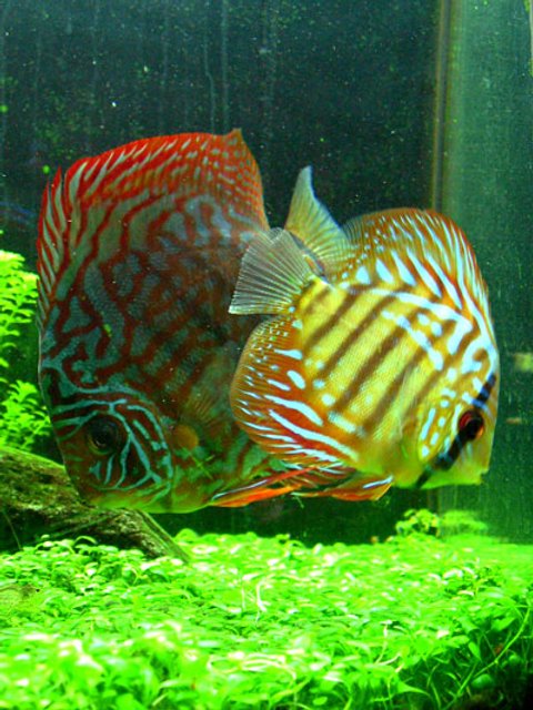 Rated #400: Freshwater Fish - Red Spotted Green Discus Stocking In 46 Gallons Tank - "Tank and Bertha" - Red Spotted Green Discus - 1.5" and 3.5"