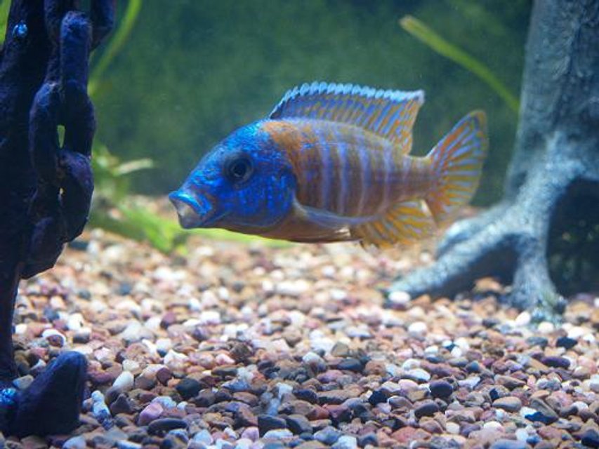 Rated #998: Freshwater Fish - Aulonocara Rubescens - Ruby Red Peacock Stocking In 140 Gallons Tank - Red Rubin cichlid