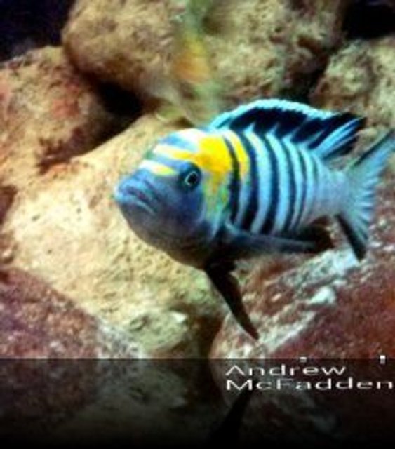 Rated #1794: Freshwater Fish - Cynotilapia Afra - Afra Cichlid Stocking In 180 Gallons Tank - Afra cobue orange back